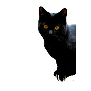 A Black Cat With Yellow Eyes Exploring Outdoors In TüRkiye. 17666 - Cat PNG image with transparent background